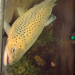 Meet your Posher, Claude